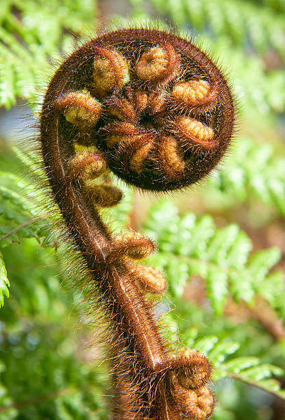 Fern Koru Detail Macro photograph of a small tree fern koru growing in a New Zealand forest. koru pattern stock pictures, royalty-free photos & images