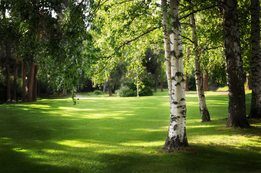 Lush green park with birch trees.