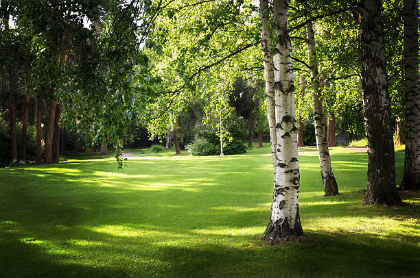 Birch tree in park stock photo