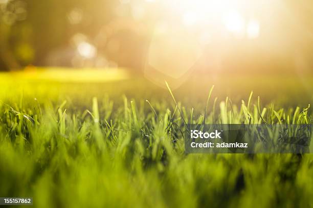 Fondo De Hierba En Puesta De Sol Foto de stock y más banco de imágenes de Agricultura - Agricultura, Macrofotografía, Pascua