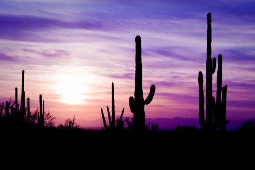Image of sagauro cacti in AZ desert at sunset