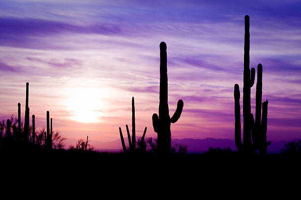 Photo of Arizona Desert Cactus Sagauro Winter Sunset
