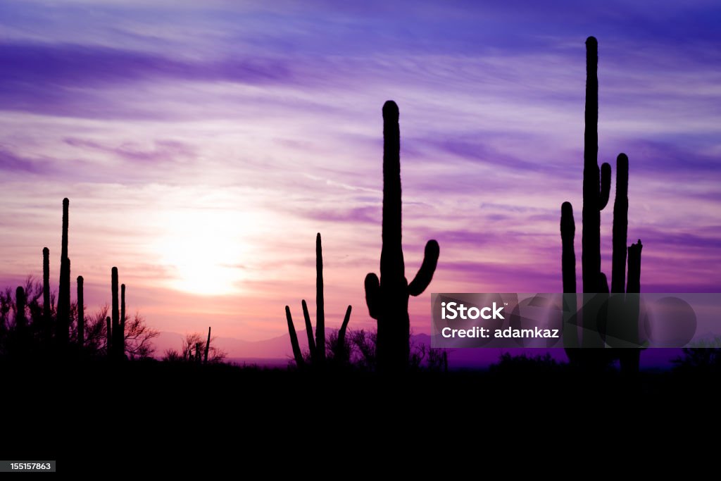 Arizona Desert Cactus Sagauro Winter Sunset Image of sagauro cacti in AZ desert at sunset Arizona Stock Photo