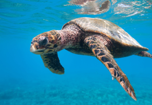Hawksbill sea turtle - Eretmochelys imbricata on coral reef of Maldives.