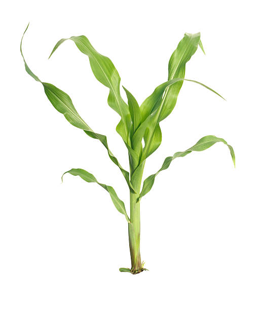 Young maize Isolated corn crop plant stock pictures, royalty-free photos & images