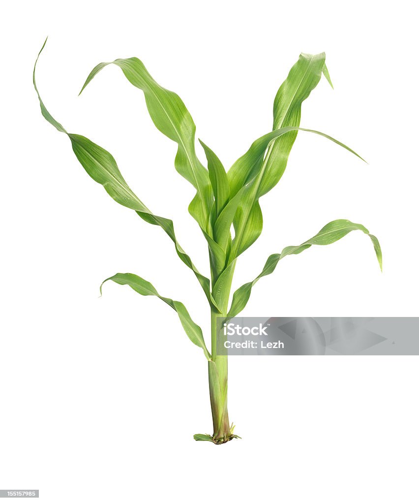 Молодые Кукурузный - Стоковые фото Кукуруза - урожай роялти-фри