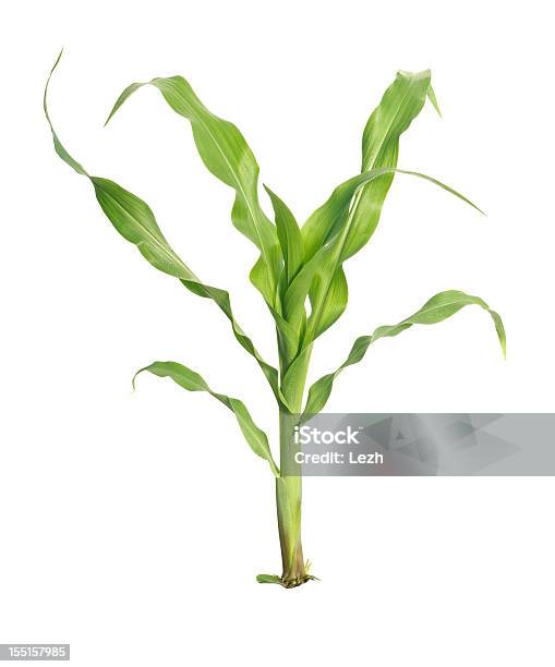 Молодые Кукурузный — стоковые фотографии и другие картинки Кукуруза - урожай - Кукуруза - урожай, Флора, Изолированный предмет