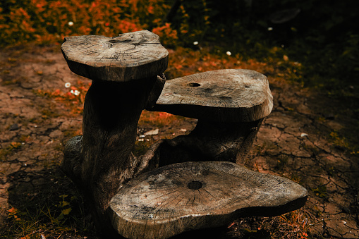 Wooden stools in a forest, log stumps carved in a woodland foot trail in autumn, surrounded by fall leaves