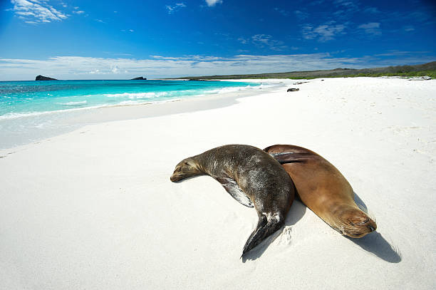 istock Pair of Sealions Snuggle on White Galapagos Beach 155158499