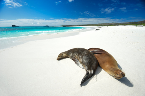 Pair of fuzzy sealions sun themselves in a cozy spoon position on bright white beach of Gardner Bay, Espanola Island, Galapagos
