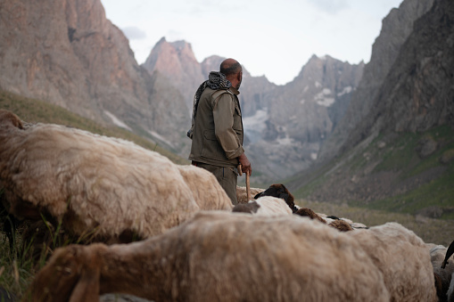 A shepherd grazing his sheep on the skirts of Cilo Mountain, located within the provincial borders of Hakkari (Colemerg).