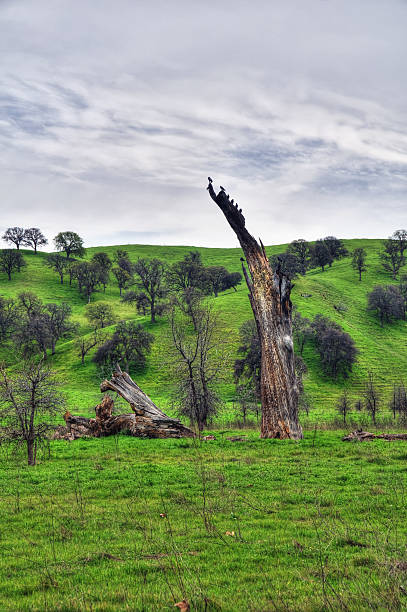 古い木と鳥(hdr - oak tree tree grass hdr ストックフォトと画像