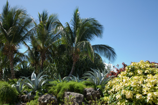 Palm tree and cactus garden.
