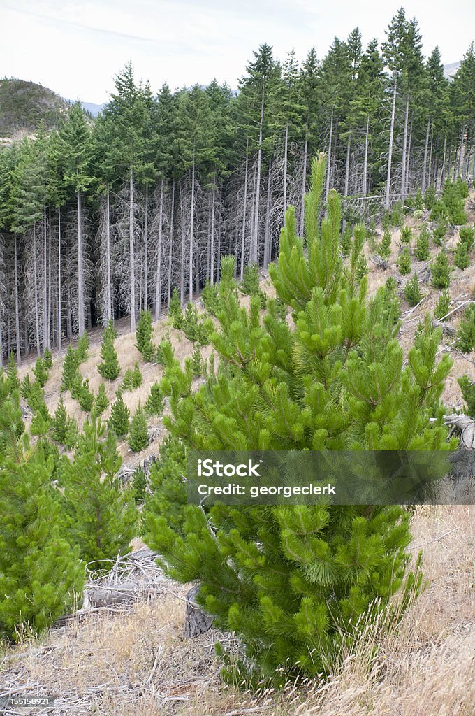 La gestión sostenible de los bosques - Foto de stock de Bosque libre de derechos