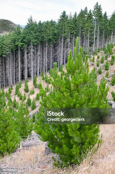 La Gestión Sostenible De Los Bosques Foto de stock y más banco de imágenes de Bosque - Bosque, Reforestación, Plántula