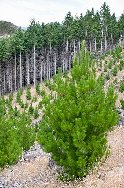 zrównoważone leśnictwo zarządzania - homegrown produce environment green forest zdjęcia i obrazy z banku zdjęć