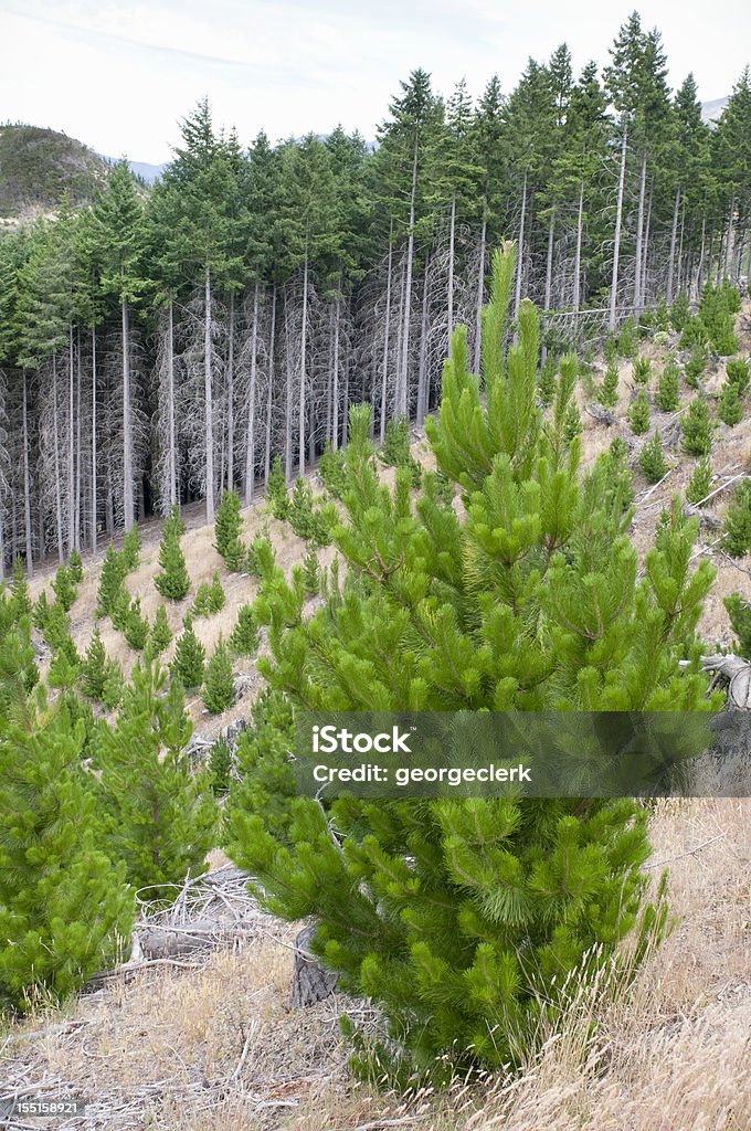 Gestão sustentável das florestas - Royalty-free Floresta Foto de stock