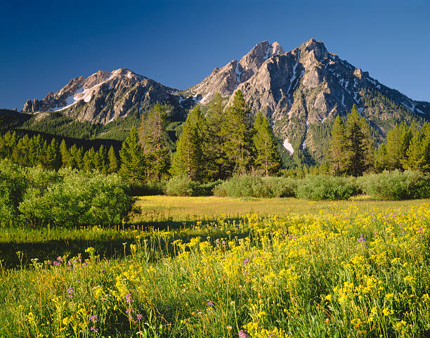 golden matin dans l'idaho (p - idaho mountains photos et images de collection