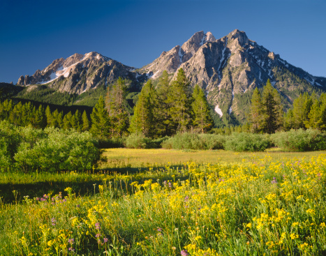 A burned pine lays across a meadow full of wild flowers in the Pinaleno Mountains