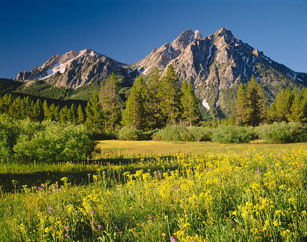 Golden Morning in Idaho (P) The Sawtooth Range sits in the distance in  a meadow filled with flowers, in the Sawtooth National Recreation Area of Stanley, Idaho.  Sawtooth National Recreation Area stock pictures, royalty-free photos & images