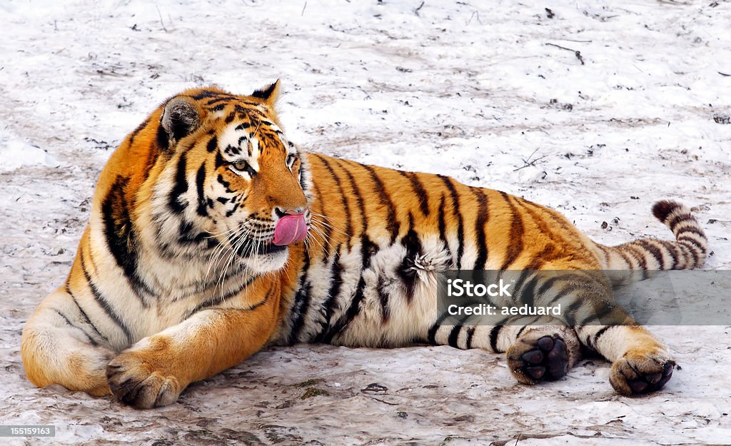 Tigre sibérien (Panthera tigre altaica) - Photo de Tigre libre de droits