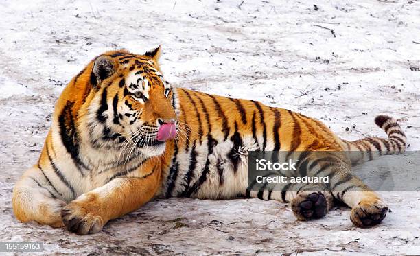 Photo libre de droit de Tigre Sibérien banque d'images et plus d'images libres de droit de Tigre - Tigre, Animaux en captivité, Blanc