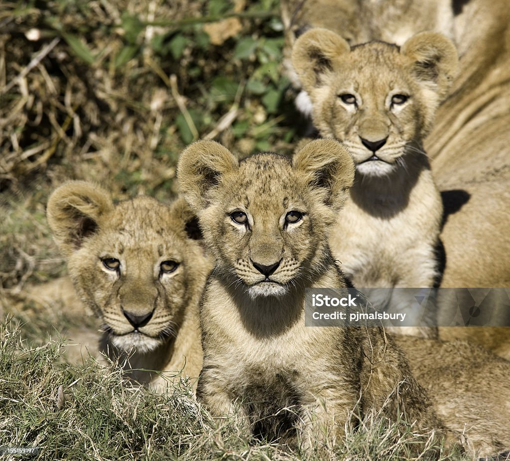 Curioso león Cubs - Foto de stock de Animal libre de derechos