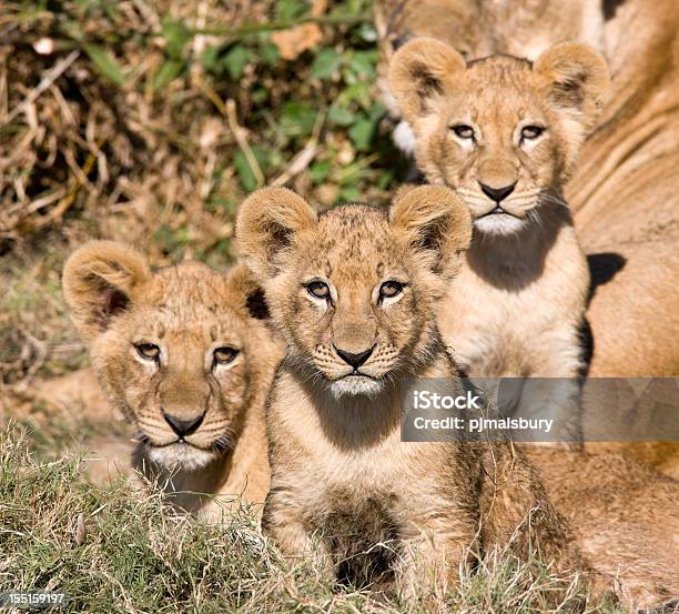 Curioso León Cubs Foto de stock y más banco de imágenes de Animal - Animal, Animal joven, Animales cazando