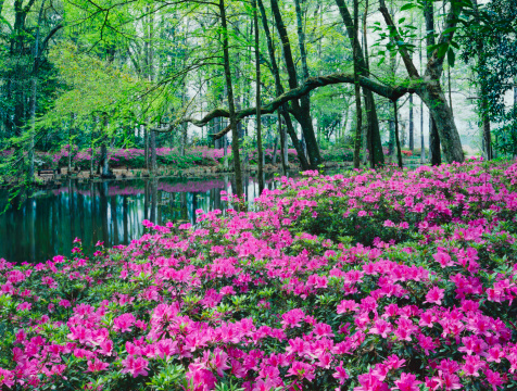 Blooming azalea flowers and road in the park