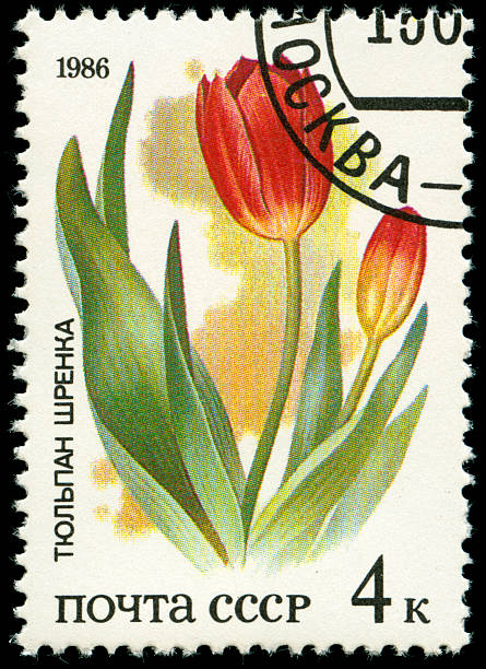 старая марка из советского россия с красный тюльпан - 1986 стоковые фото и изображения