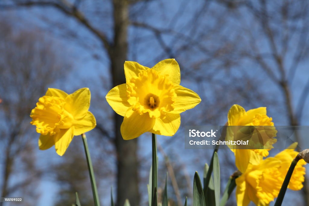 Narciso giunchiglia sbocciano in primavera - Foto stock royalty-free di Ambientazione esterna