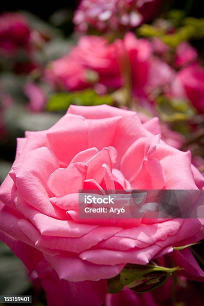 Rosin Giardino - Fotografie stock e altre immagini di Luce solare - Luce solare, Rosa - Fiore, Ambientazione esterna