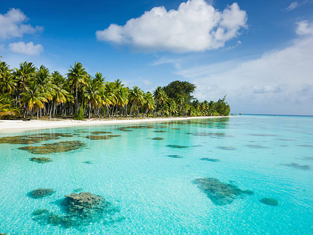 sueños en la playa de palmeras fakarava polinesia francesa - south pacific ocean island polynesia tropical climate fotografías e imágenes de stock