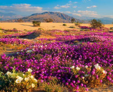 Field of wild blue lupine flowers at sunrise in front of the Eastern Sierra Nevada mountains