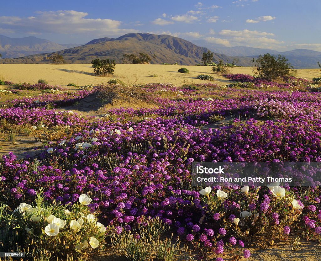 Spring In California Desert Spring Wildflowers In Anza Borrego Desert State Park, California Anza Borrego Desert State Park Stock Photo