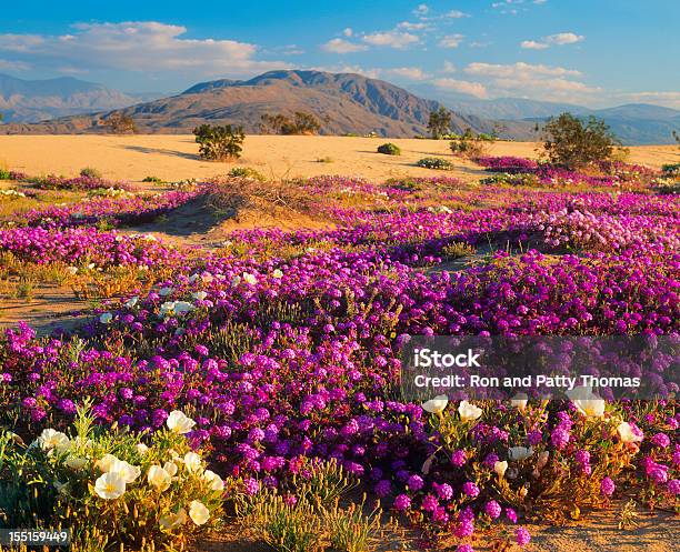 Spring In California Desert Stock Photo - Download Image Now - Anza Borrego Desert State Park, Desert Area, Flower