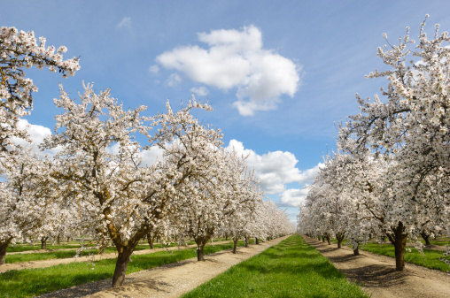 Almond (Prunus dulcis) orchard with springtime blossoms on trees, with cloudy sky in background.