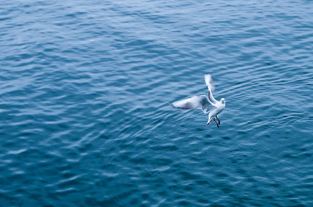 gaivota-voadora olhando para a câmara - skuril imagens e fotografias de stock