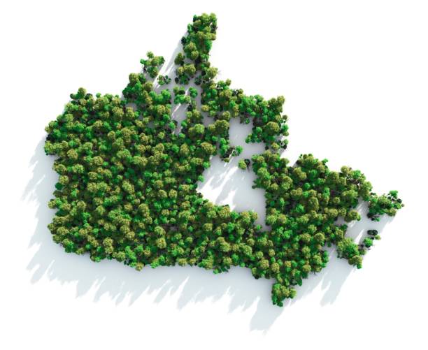 Map of Canada formed by trees on white background Ecology concept: Canada shaped forest viewed from above. Computer generated, and lit with global radiosity. Subtle grain texture added. boreal forest stock pictures, royalty-free photos & images