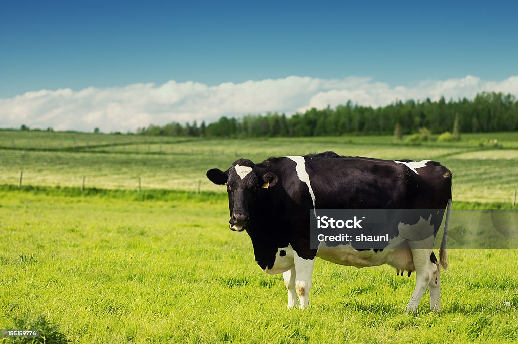 Cow 필드에 - 로열티 프리 경관 스톡 사진