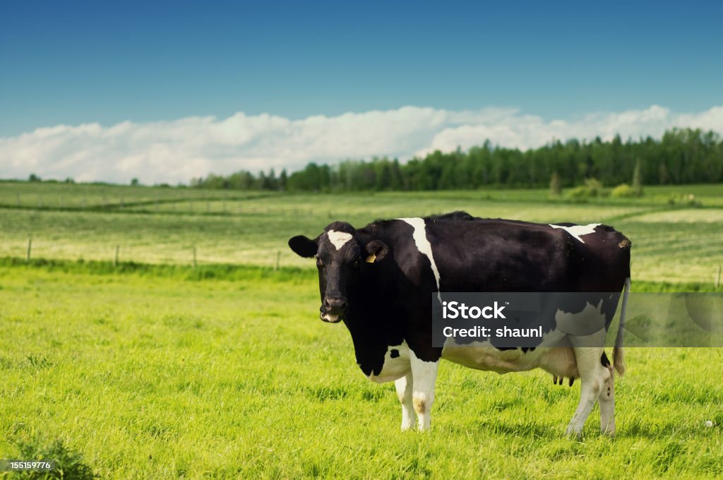 Vaca em Campo - Royalty-free Agricultura Foto de stock