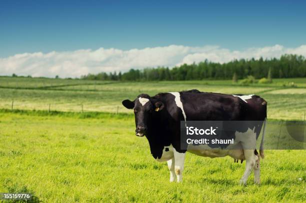 Vaca Em Campo - Fotografias de stock e mais imagens de Agricultura - Agricultura, Ao Ar Livre, Campo agrícola