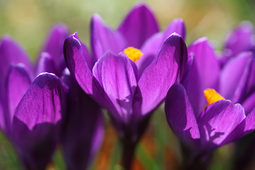 Daytime side view close-up of purple crocuses growing in a meadow -  shallow DOF, only the flower in the middle is in focus