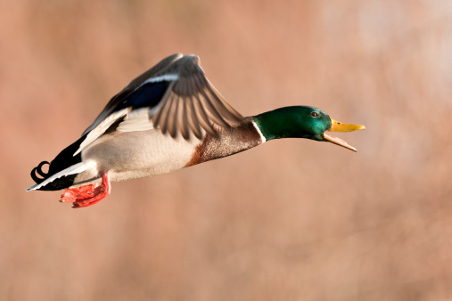A mallard quacks as it flies by