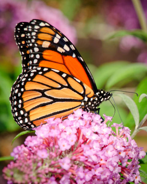 Monarch Butterfly (Danaus plexippus) Drinking Nectar on Purple Flowers