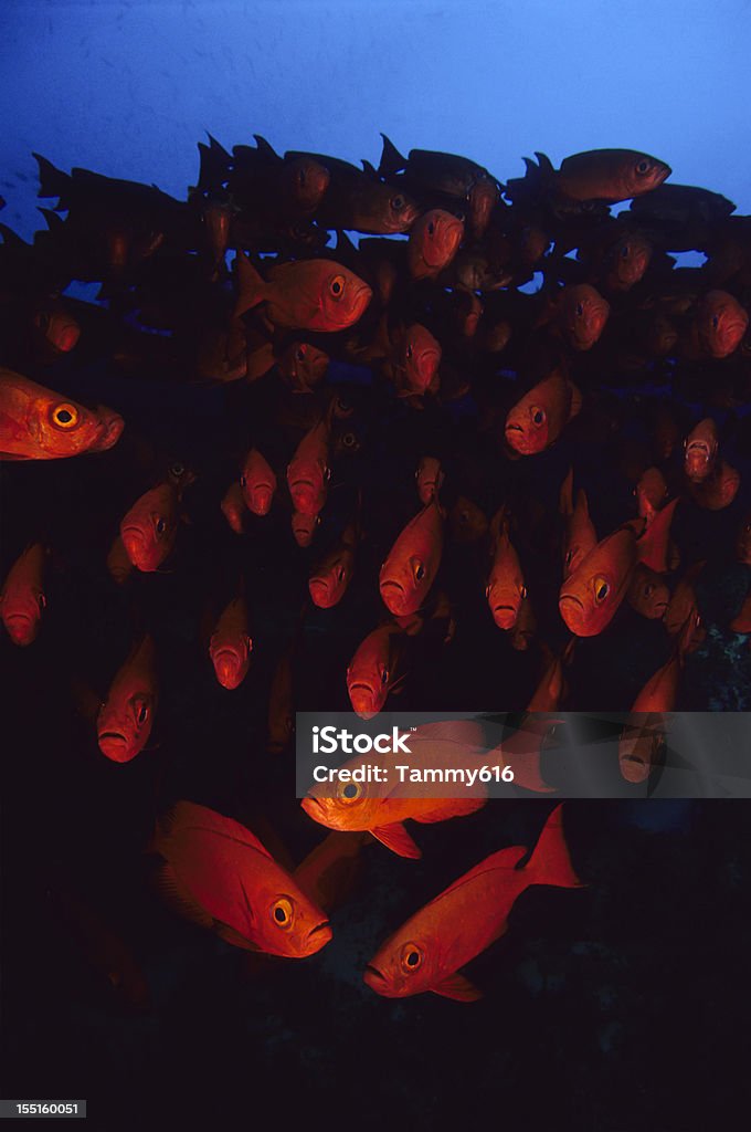 Rojo Fish en profundidad - Foto de stock de Banco de peces libre de derechos