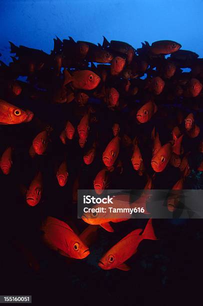 Rojo Fish En Profundidad Foto de stock y más banco de imágenes de Banco de peces - Banco de peces, Pez, Arrecife - Fenómeno natural