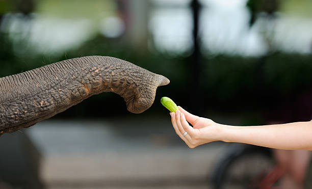 Close-up of an elephant trunk taking food from a human hand.