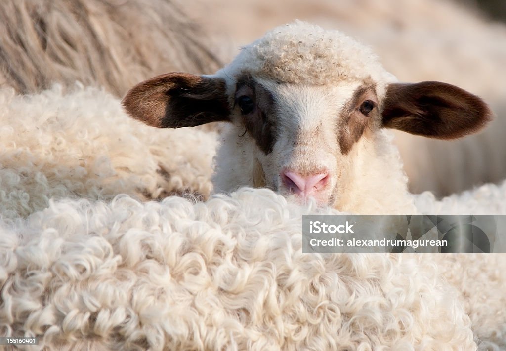 Primavera carneiro - Foto de stock de Animal royalty-free