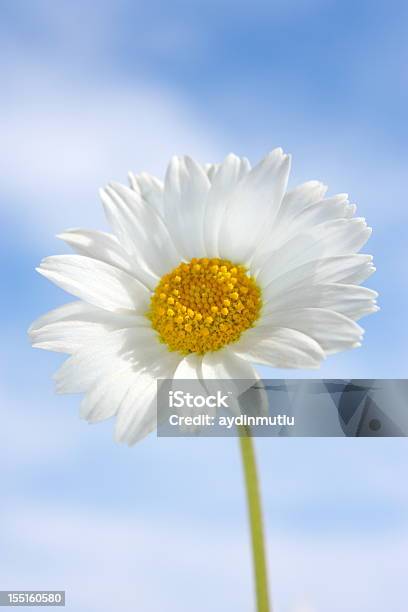 Niebieski Niebo Daisy - zdjęcia stockowe i więcej obrazów Bez ludzi - Bez ludzi, Biały, Botanika